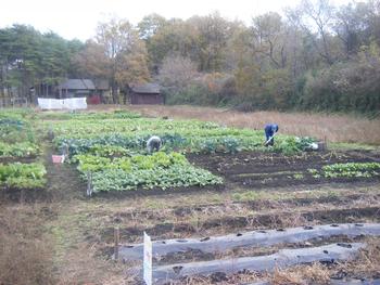 農園利用者作業風景(農作業の様子)の画像