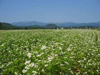 川崎のそば畑（大字前川）