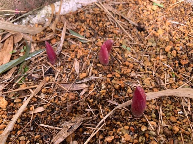 アマドコロの芽が出た写真