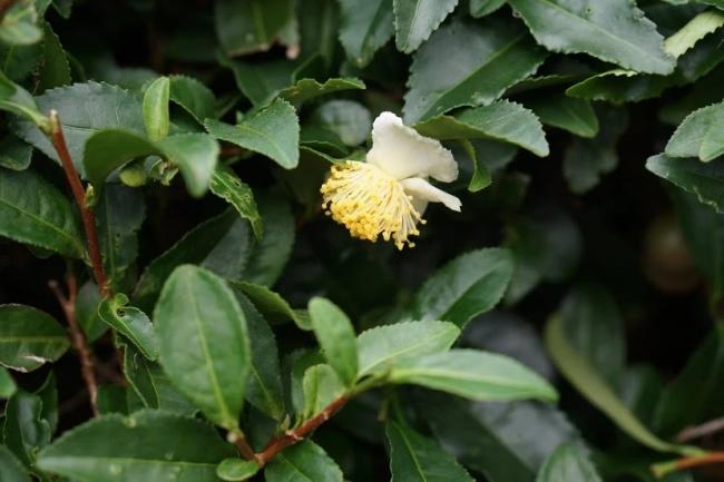 お茶の花の写真